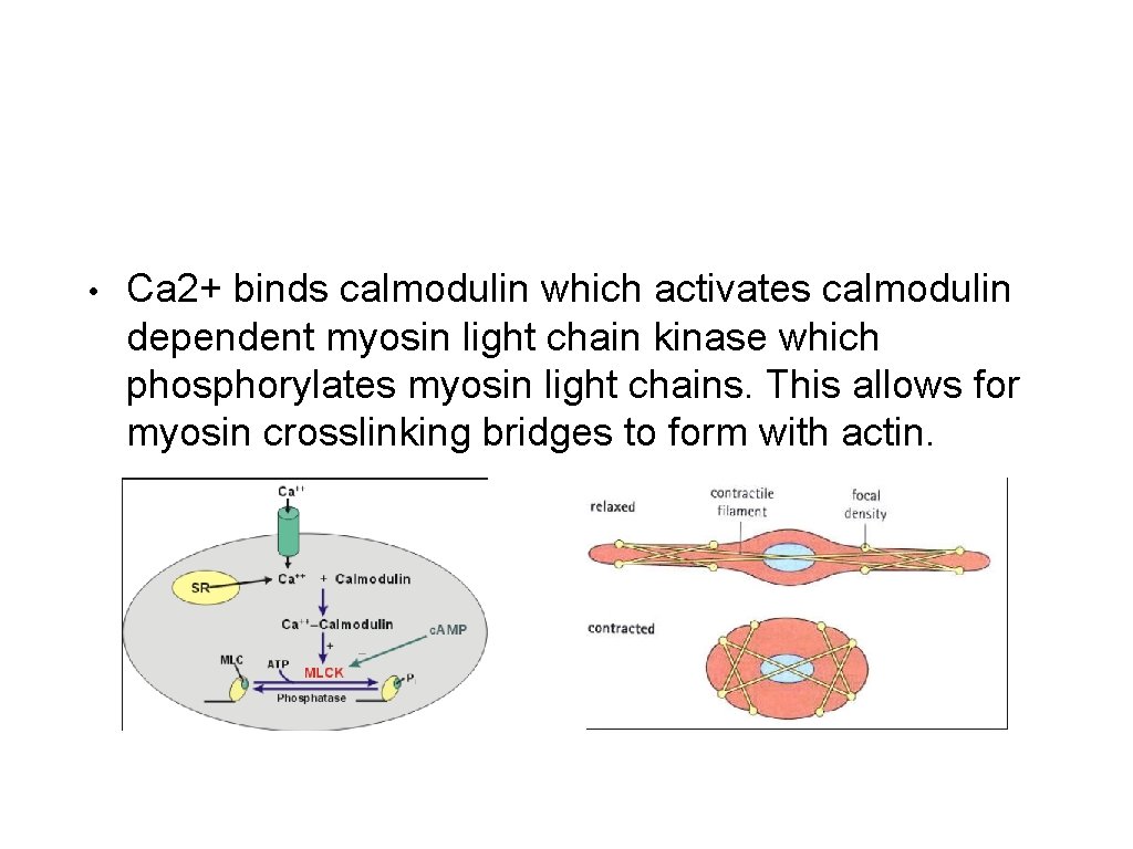  • Ca 2+ binds calmodulin which activates calmodulin dependent myosin light chain kinase