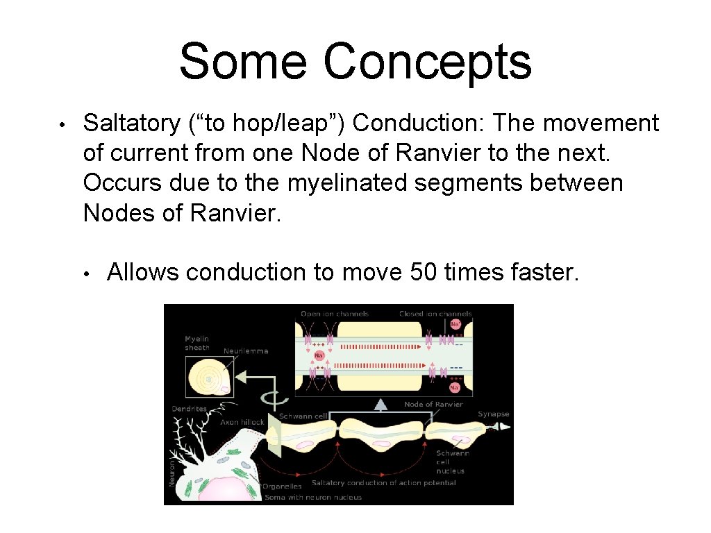 Some Concepts • Saltatory (“to hop/leap”) Conduction: The movement of current from one Node