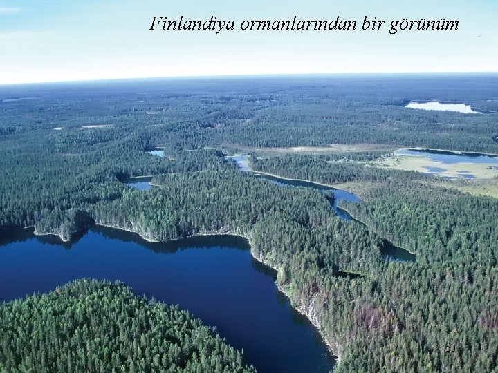 Finlandiya ormanlarından bir görünüm 50 