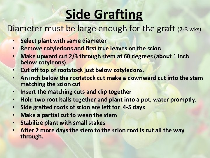 Side Grafting Diameter must be large enough for the graft (2 -3 wks) •