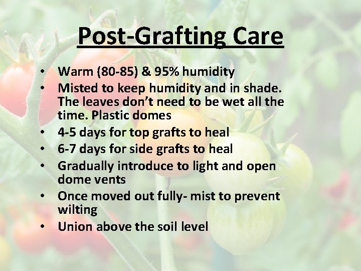 Post-Grafting Care • Warm (80 -85) & 95% humidity • Misted to keep humidity