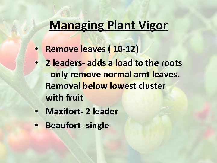 Managing Plant Vigor • Remove leaves ( 10 -12) • 2 leaders- adds a