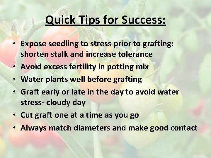 Quick Tips for Success: • Expose seedling to stress prior to grafting: shorten stalk