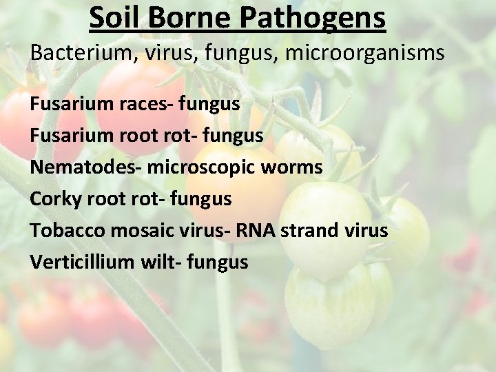 Soil Borne Pathogens Bacterium, virus, fungus, microorganisms Fusarium races- fungus Fusarium root rot- fungus