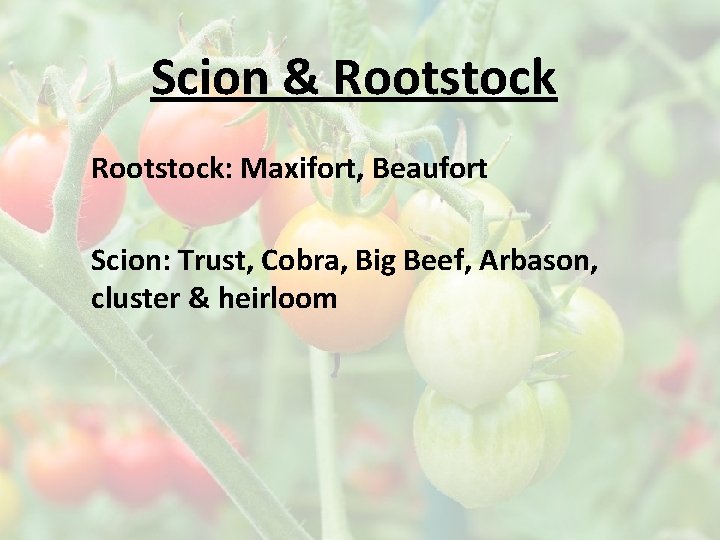 Scion & Rootstock: Maxifort, Beaufort Scion: Trust, Cobra, Big Beef, Arbason, cluster & heirloom