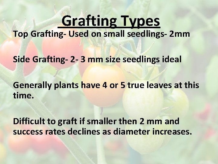 Grafting Types Top Grafting- Used on small seedlings- 2 mm Side Grafting- 2 -