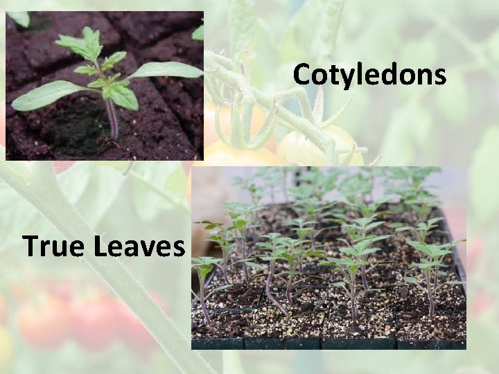 Cotyledons True Leaves 