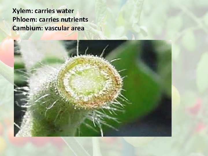 Xylem: carries water Phloem: carries nutrients Cambium: vascular area 