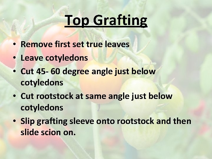 Top Grafting • Remove first set true leaves • Leave cotyledons • Cut 45