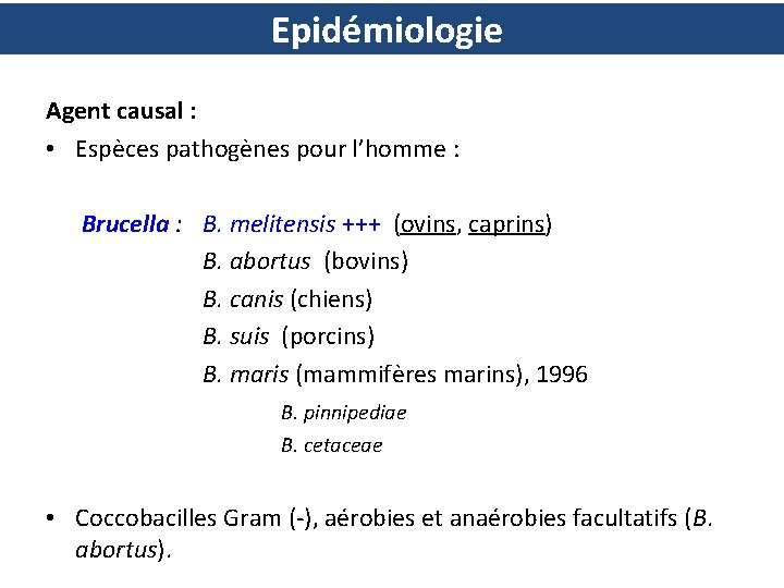 Epidémiologie Agent causal : • Espèces pathogènes pour l’homme : Brucella : B. melitensis