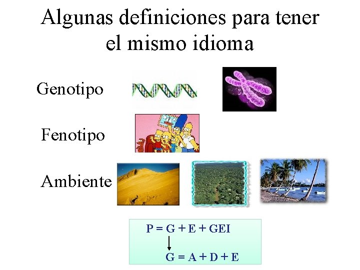 Algunas definiciones para tener el mismo idioma Genotipo Fenotipo Ambiente P = G +