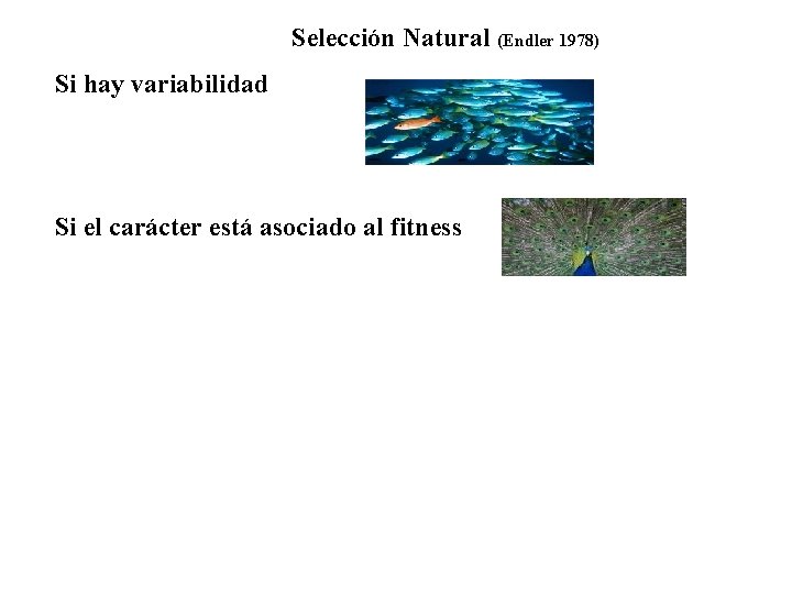 Selección Natural (Endler 1978) Si hay variabilidad Si el carácter está asociado al fitness