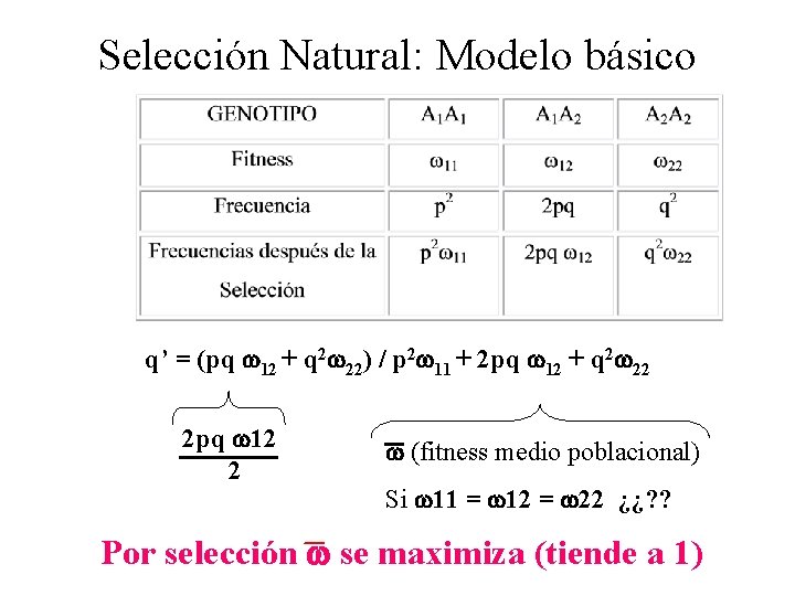 Selección Natural: Modelo básico q’ = (pq 12 + q 2 22) / p