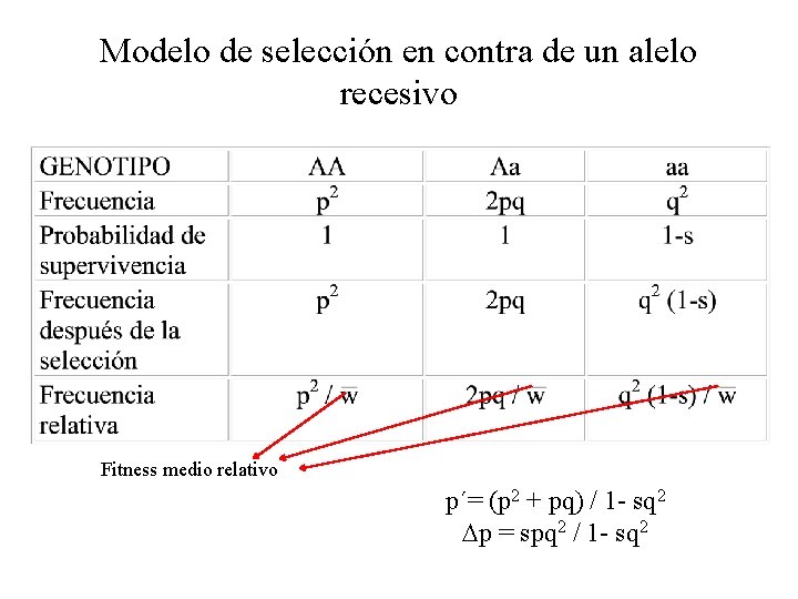 Modelo de selección en contra de un alelo recesivo Fitness medio relativo p´= (p