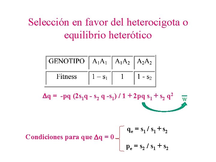 Selección en favor del heterocigota o equilibrio heterótico q = -pq (2 s 1