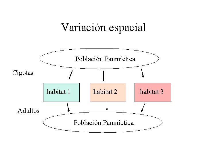 Variación espacial Población Panmíctica Cigotas habitat 1 habitat 2 Adultos Población Panmíctica habitat 3