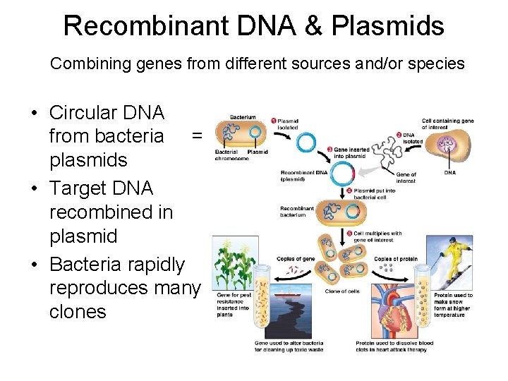 Recombinant DNA & Plasmids Combining genes from different sources and/or species • Circular DNA