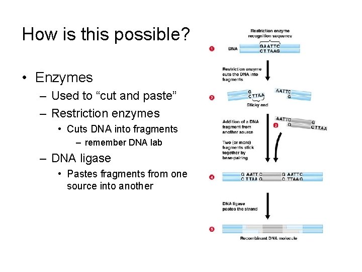 How is this possible? • Enzymes – Used to “cut and paste” – Restriction