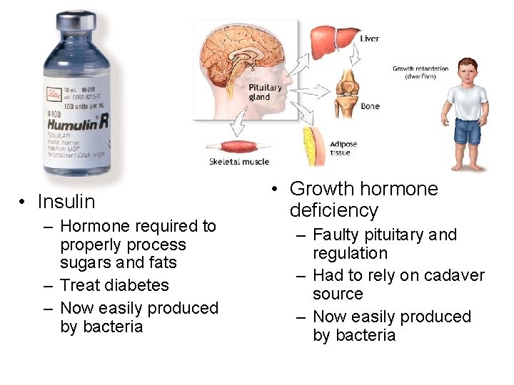  • Insulin – Hormone required to properly process sugars and fats – Treat