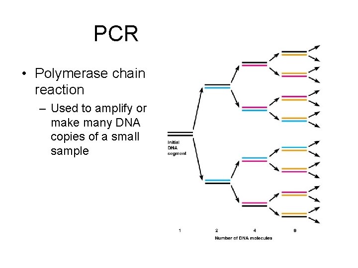 PCR • Polymerase chain reaction – Used to amplify or make many DNA copies