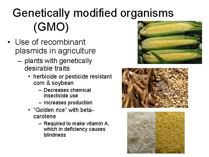 Genetically modified organisms (GMO) • Use of recombinant plasmids in agriculture – plants with