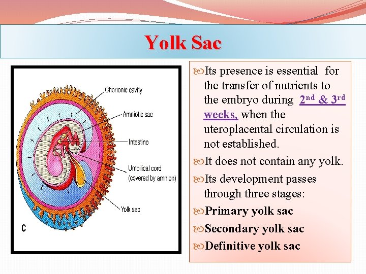 Yolk Sac Its presence is essential for the transfer of nutrients to the embryo