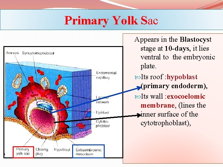 Primary Yolk Sac Appears in the Blastocyst stage at 10 -days, it lies ventral