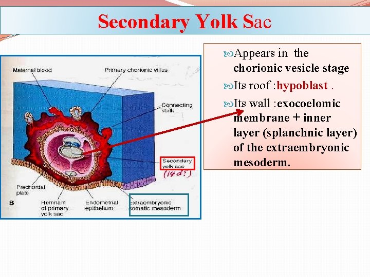 Secondary Yolk Sac Appears in the chorionic vesicle stage Its roof : hypoblast. Its