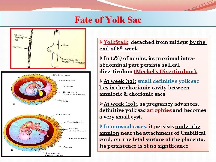 Fate of Yolk Sac ØYolk. Stalk detached from midgut by the end of 6