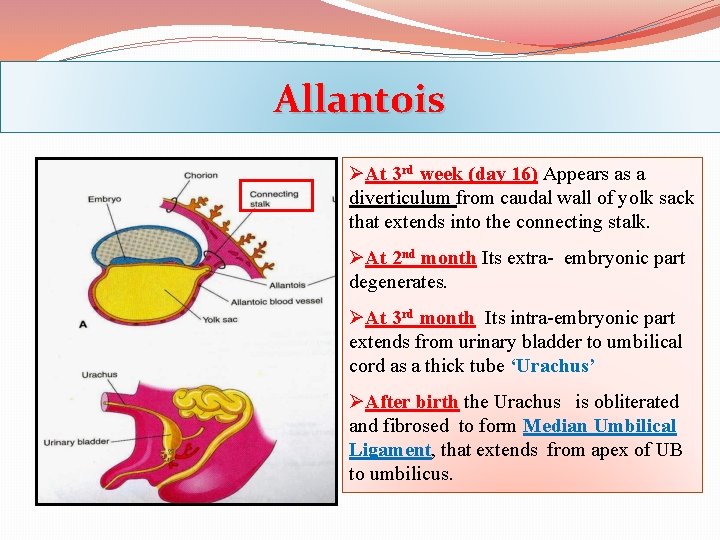 Allantois ØAt 3 rd week (day 16) Appears as a diverticulum from caudal wall