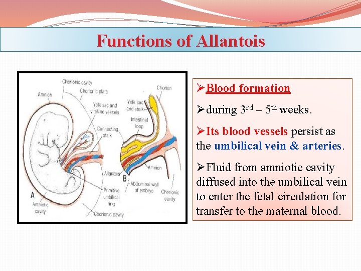 Functions of Allantois ØBlood formation Øduring 3 rd – 5 th weeks. ØIts blood