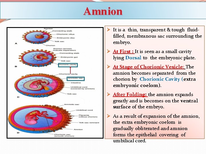 Amnion Ø It is a thin, transparent & tough fluidfilled, membranous sac surrounding the