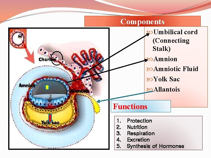 Components Umbilical cord (Connecting Stalk) Amnion Amniotic Fluid Yolk Sac Allantois Functions 1. 2.