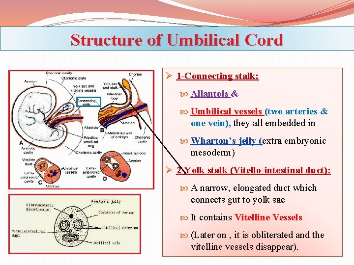 Structure of Umbilical Cord Ø 1 -Connecting stalk: Allantois & Umbilical vessels (two arteries