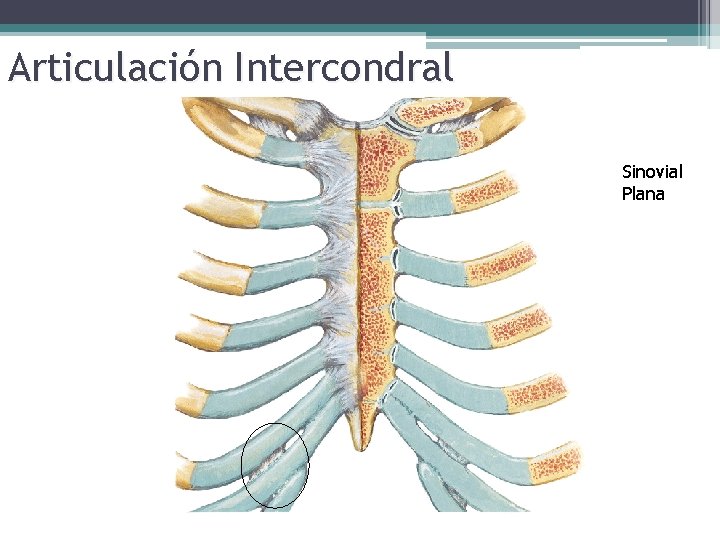 Articulación Intercondral Sinovial Plana 