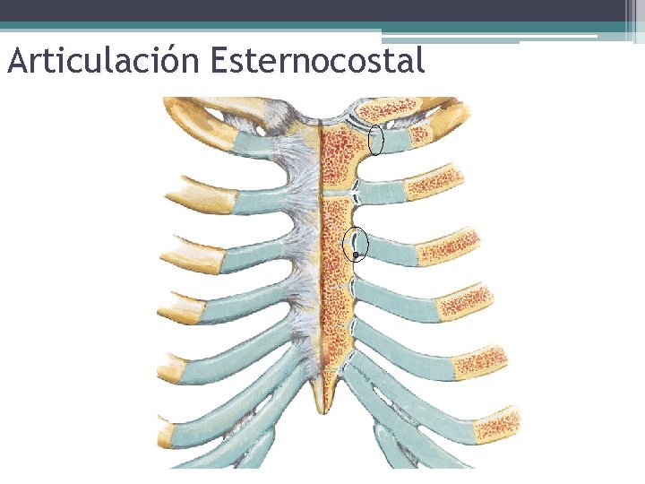 Articulación Esternocostal 