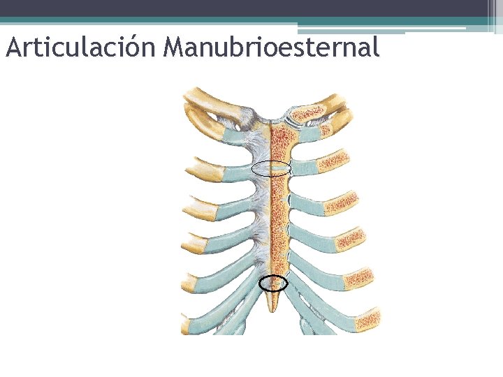 Articulación Manubrioesternal 