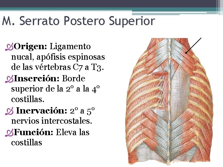 M. Serrato Postero Superior Origen: Ligamento nucal, apófisis espinosas de las vértebras C 7