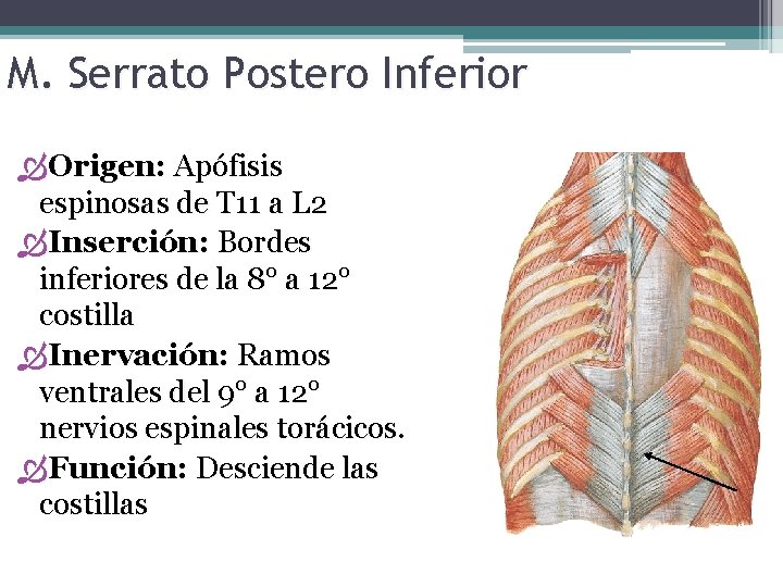 M. Serrato Postero Inferior Origen: Apófisis espinosas de T 11 a L 2 Inserción: