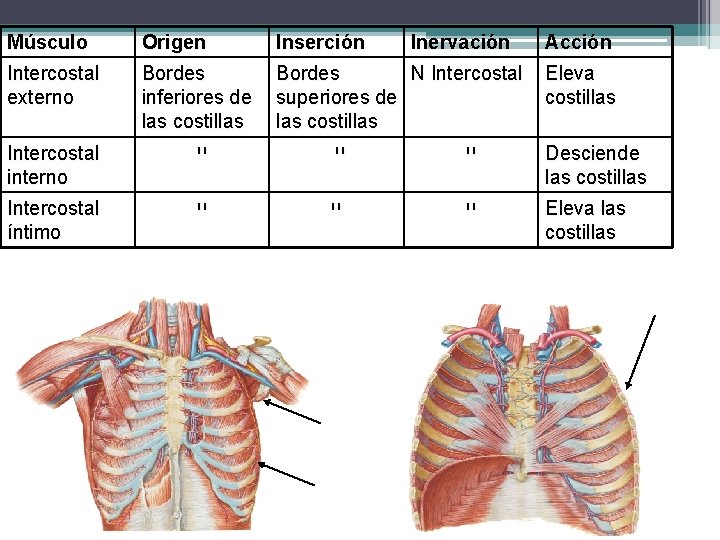 Músculo Origen Inserción Inervación Acción Intercostal externo Bordes inferiores de las costillas Bordes N