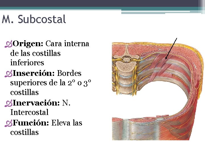 M. Subcostal Origen: Cara interna de las costillas inferiores Inserción: Bordes superiores de la