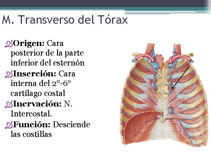 M. Transverso del Tórax Origen: Cara posterior de la parte inferior del esternón Inserción: