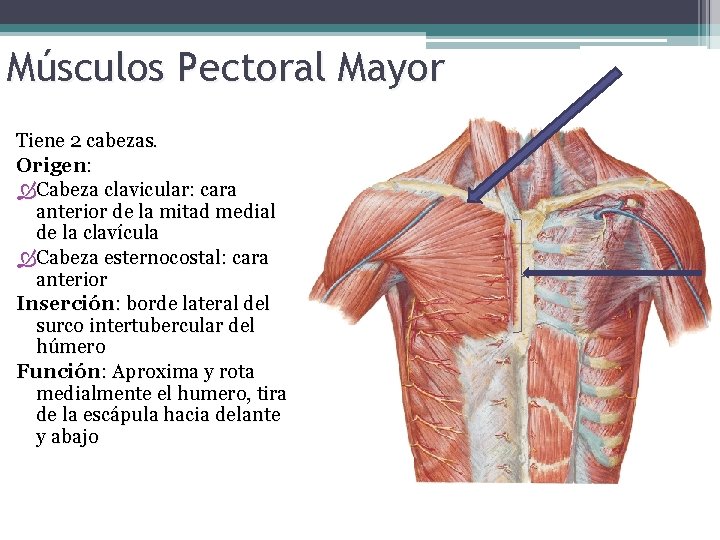 Músculos Pectoral Mayor Tiene 2 cabezas. Origen: Cabeza clavicular: cara anterior de la mitad