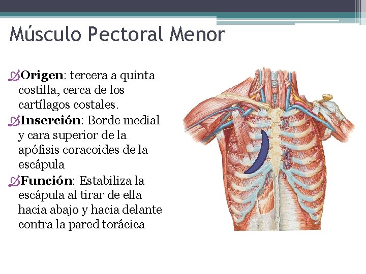 Músculo Pectoral Menor Origen: tercera a quinta costilla, cerca de los cartílagos costales. Inserción: