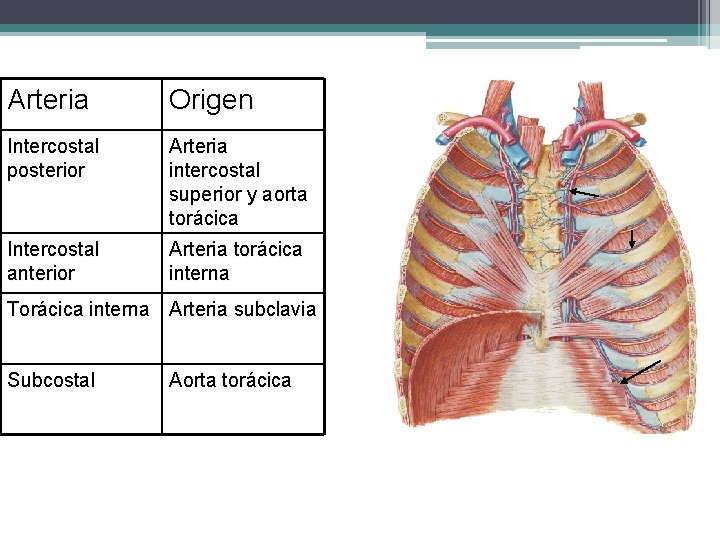 Arteria Origen Intercostal posterior Arteria intercostal superior y aorta torácica Intercostal anterior Arteria torácica
