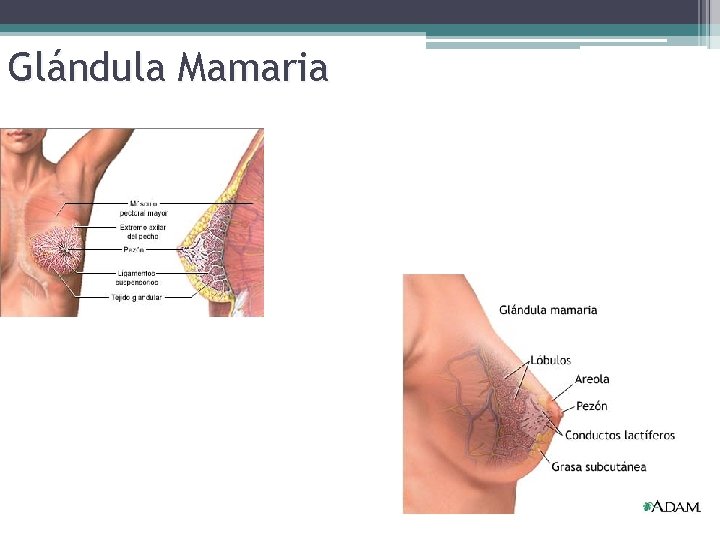 Glándula Mamaria 