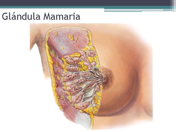 Glándula Mamaria 