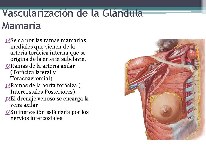 Vascularización de la Glándula Mamaria Se da por las ramas mamarias mediales que vienen