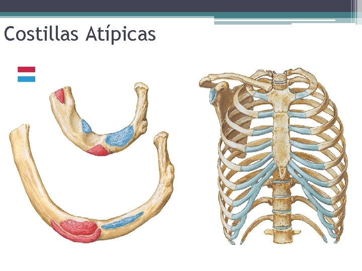 Costillas Atípicas 