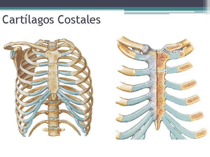 Cartílagos Costales 